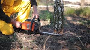 How Our Tree Care Process Works  in Crystal Lake, IL